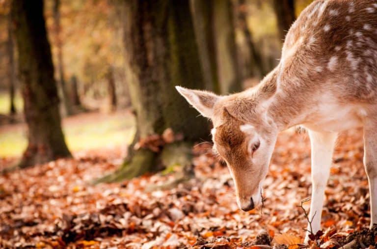 Travelbird Ardennen