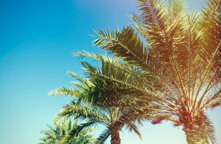 Vliegtickets Tenerife